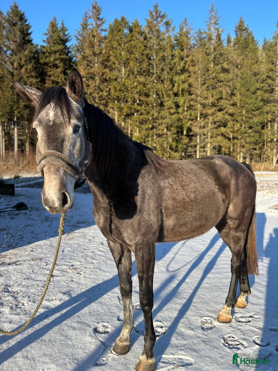 Hoppning hästar till salu: Känsligt och godhjärtat sto - Annons 3