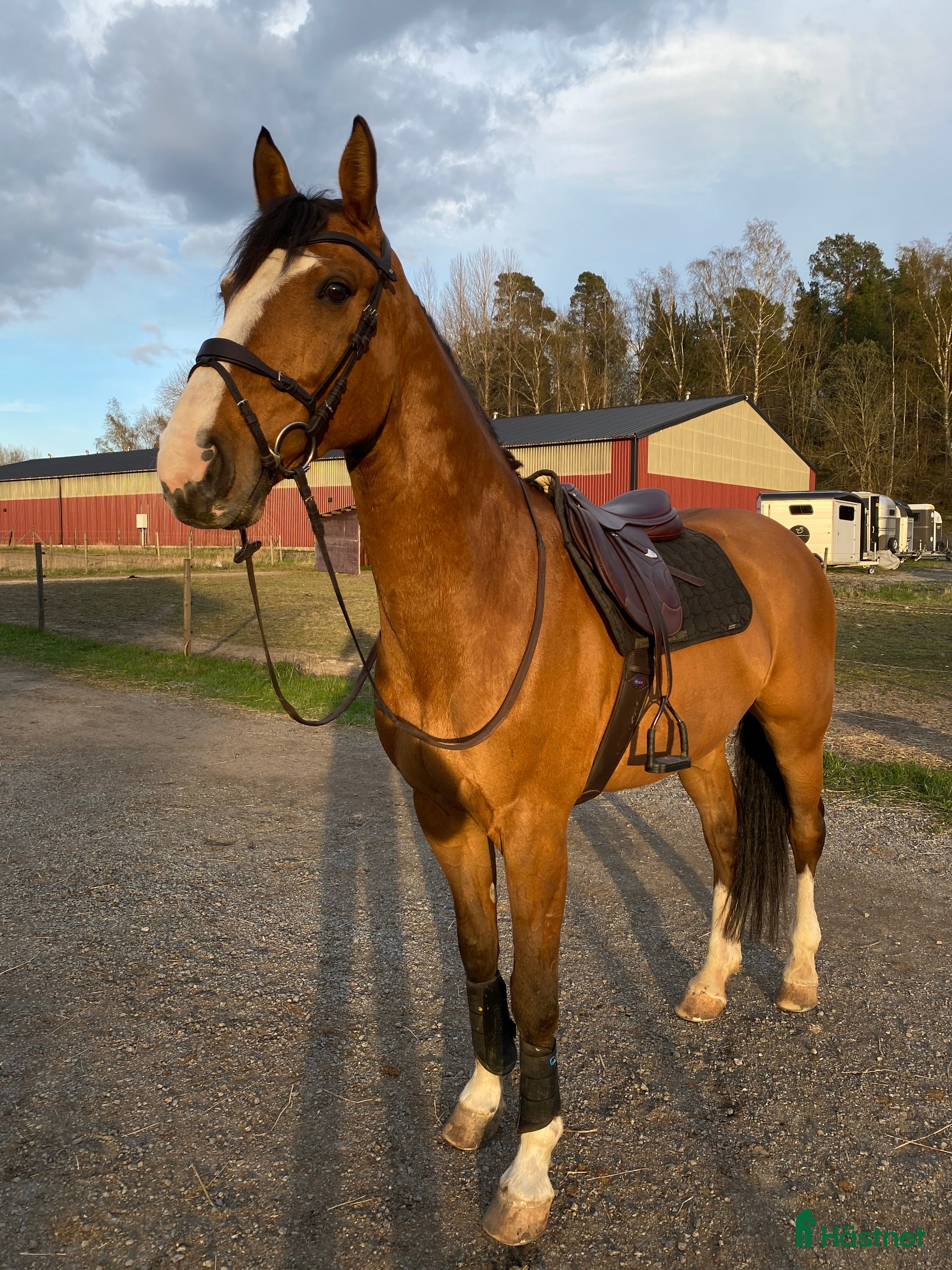  hästar Mycket fin valack!  - Annons 20