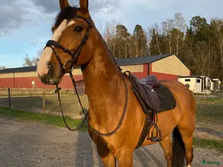 hästar Mycket fin valack! - Annons 20