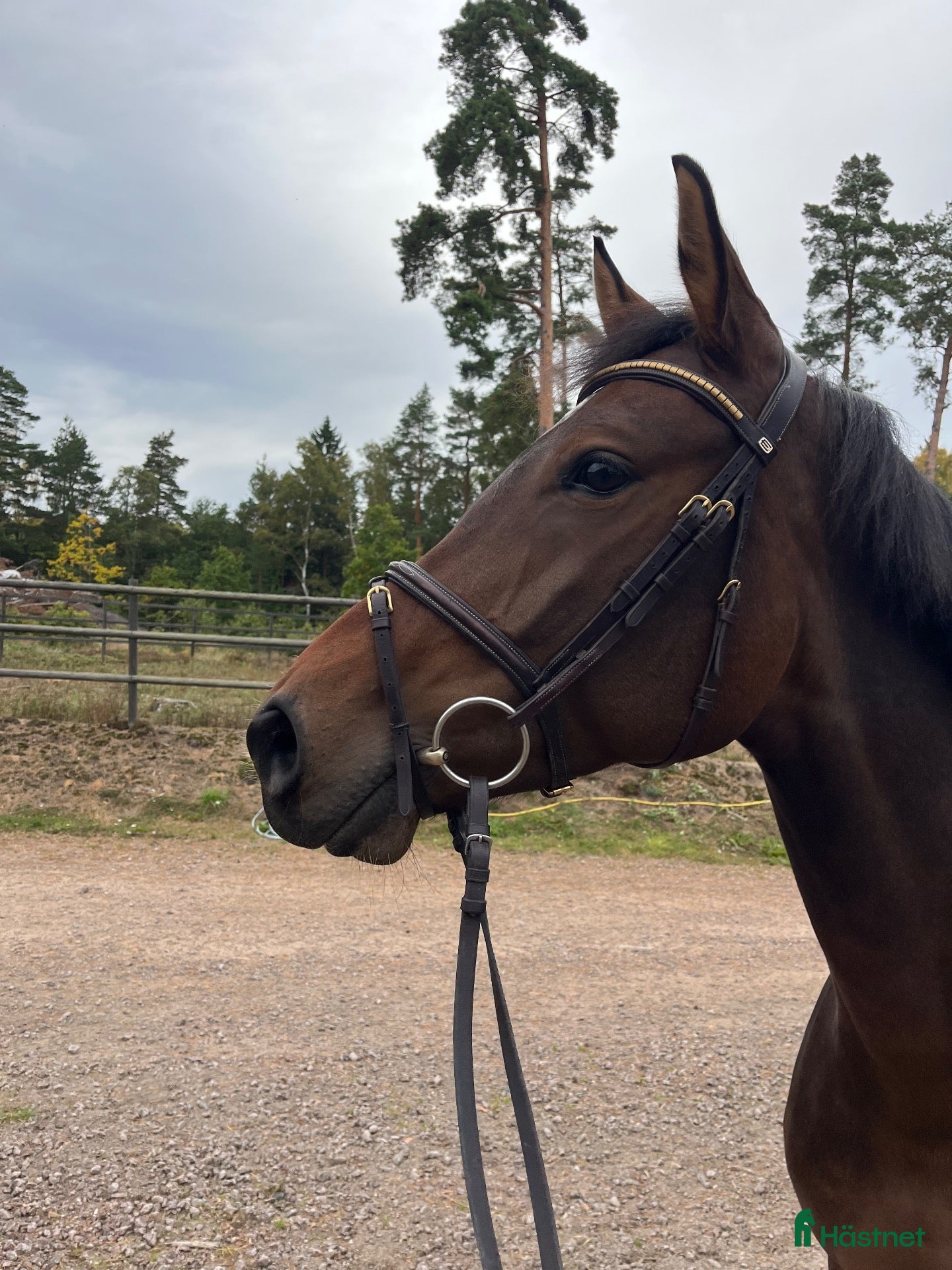  hästar Okomplicerad och fin hopphäst  - Annons 11