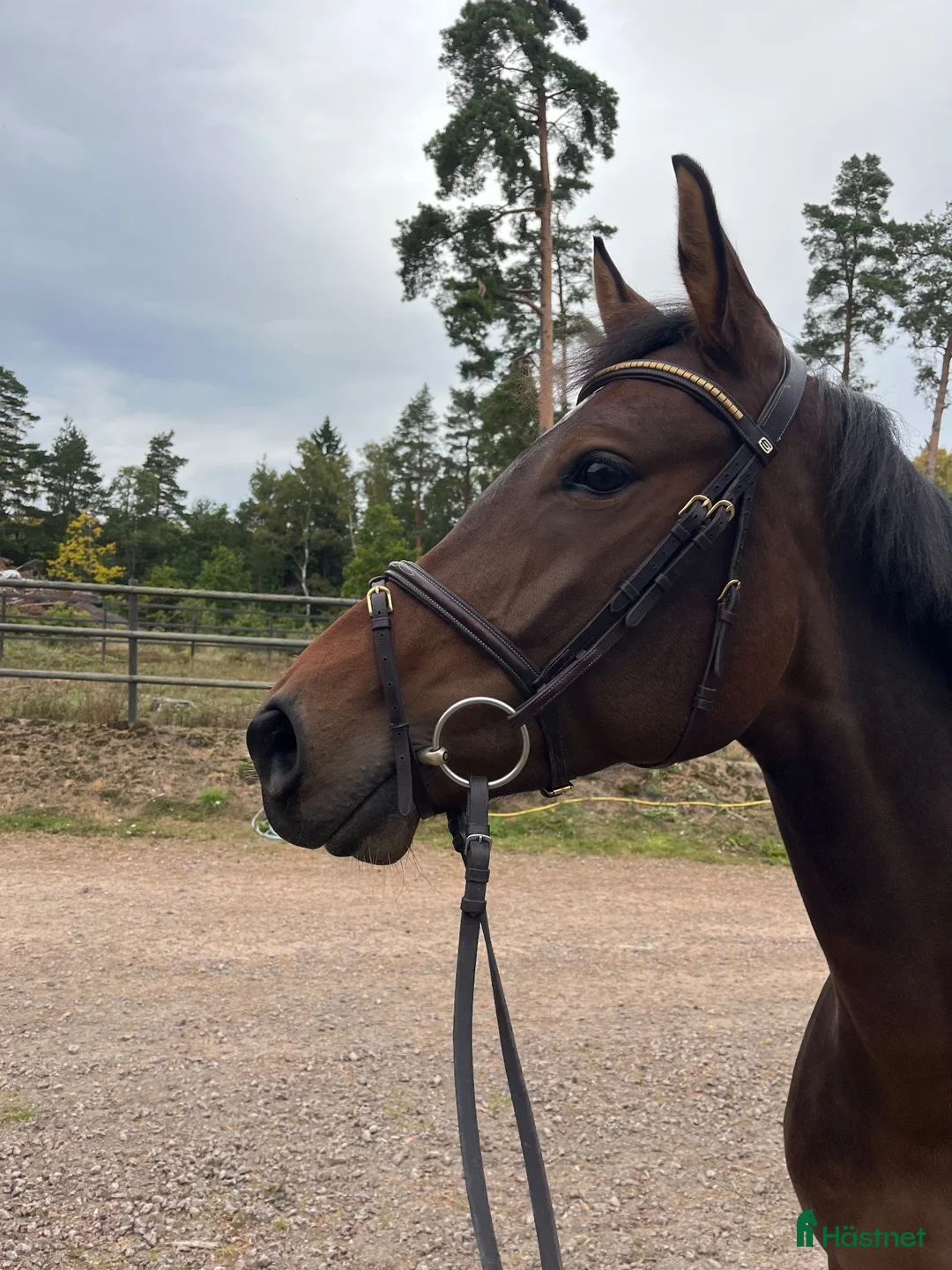 Hoppning hästar till salu: Okomplicerad och fin hopphäst  - Annons 1