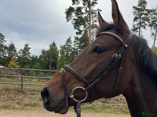 hästar Okomplicerad och fin hopphäst - Annons 11