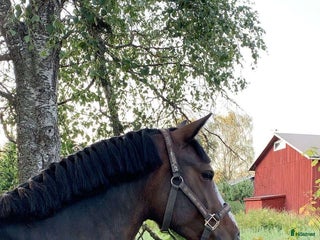 hästar Super hoppstammat connemarasto i Närpes - Annons 12