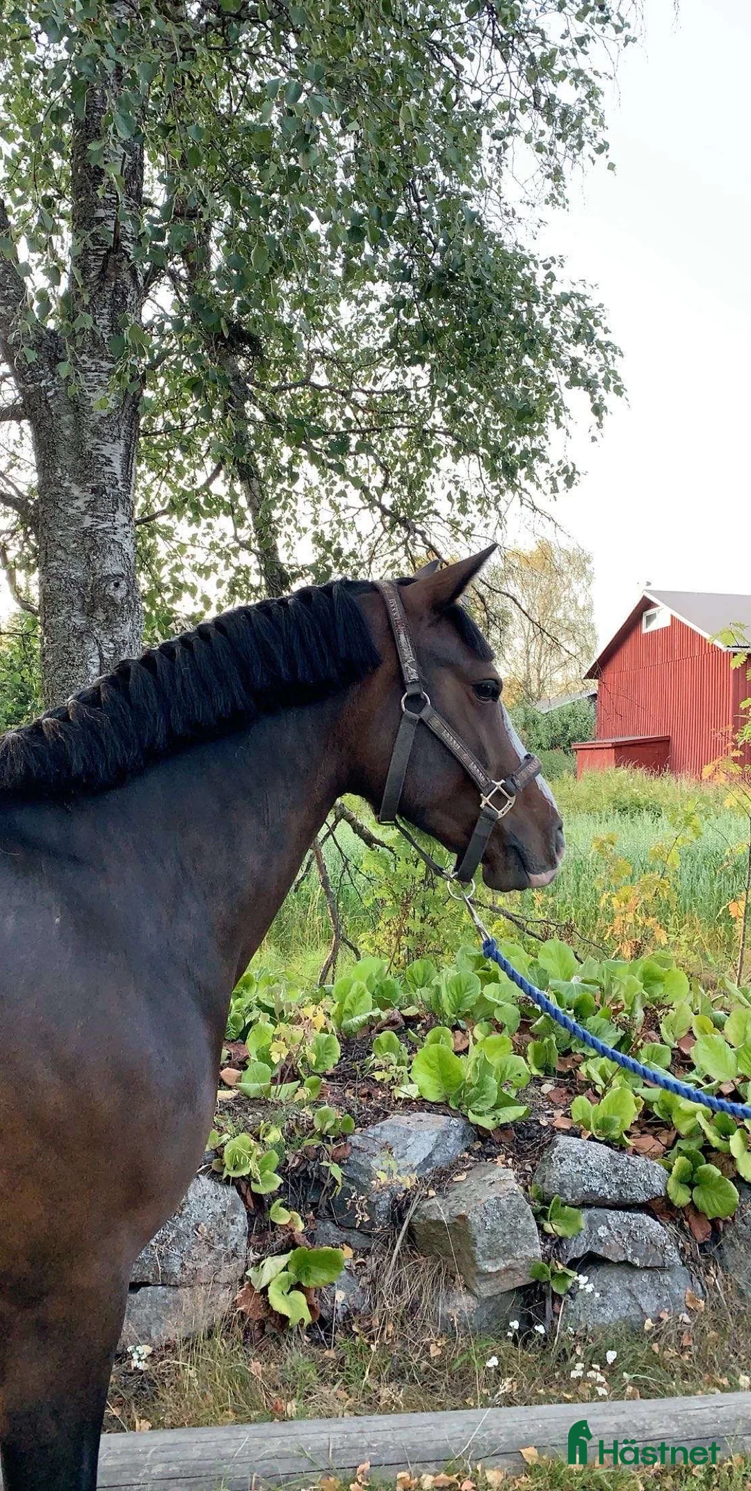 Allround hästar till salu: Super hoppstammat connemarasto i Närpes - Annons 1