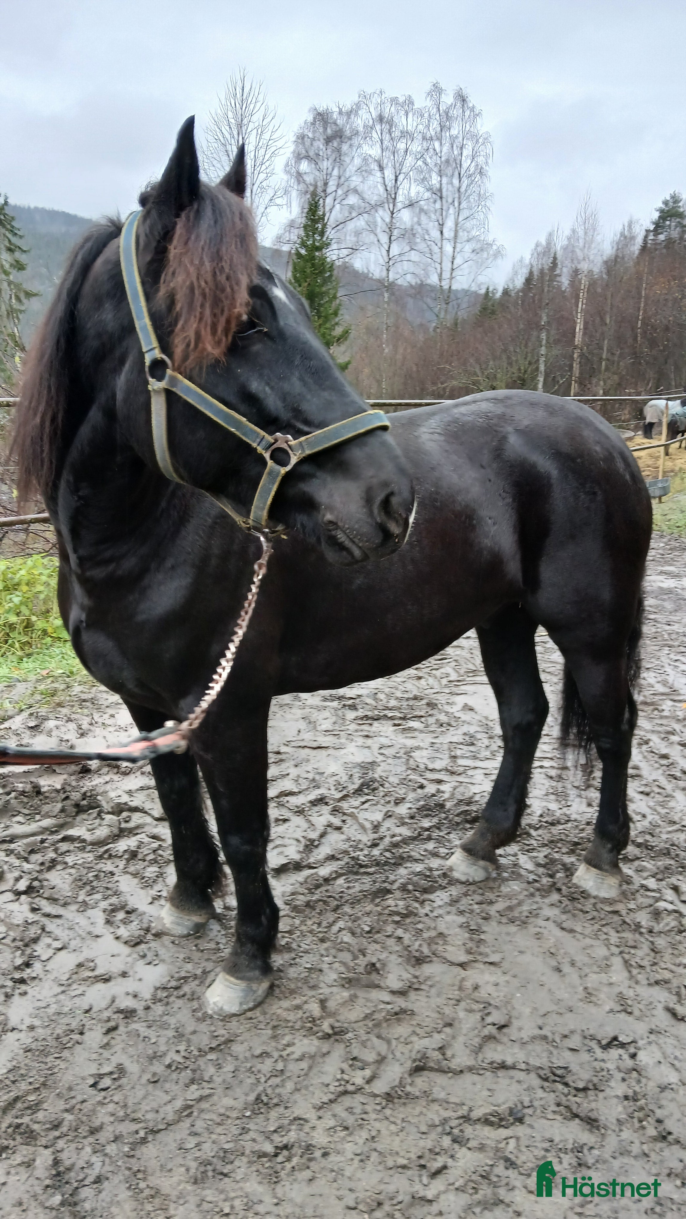  hästar Kallblodsvalack  - Annons 8