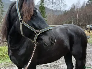 hästar Kallblodsvalack - Annons 8