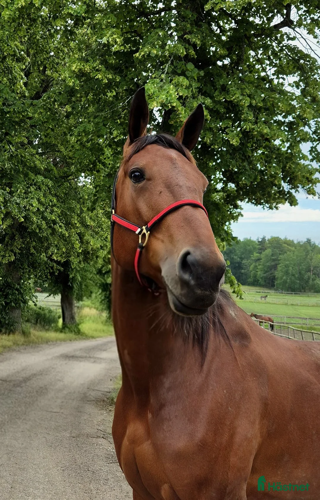 Avelshästar hästar till salu: Välstammat avelssto eller hobbyhäst - Annons 1