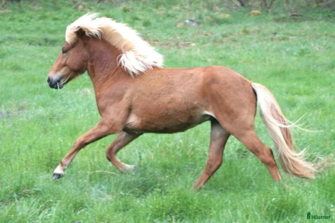 Island hästar till salu: Supersnygging söker ny utmaning - Annons 4