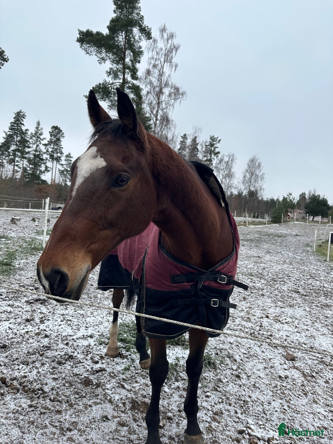 Allround hästar till salu: Drömhästen i Mjölby - Annons 2