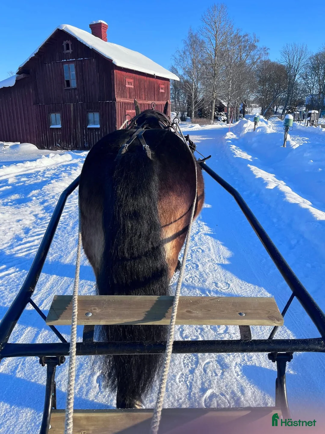 Körning hästar till salu: Nordsvensk valack i Rättvik - Annons 2