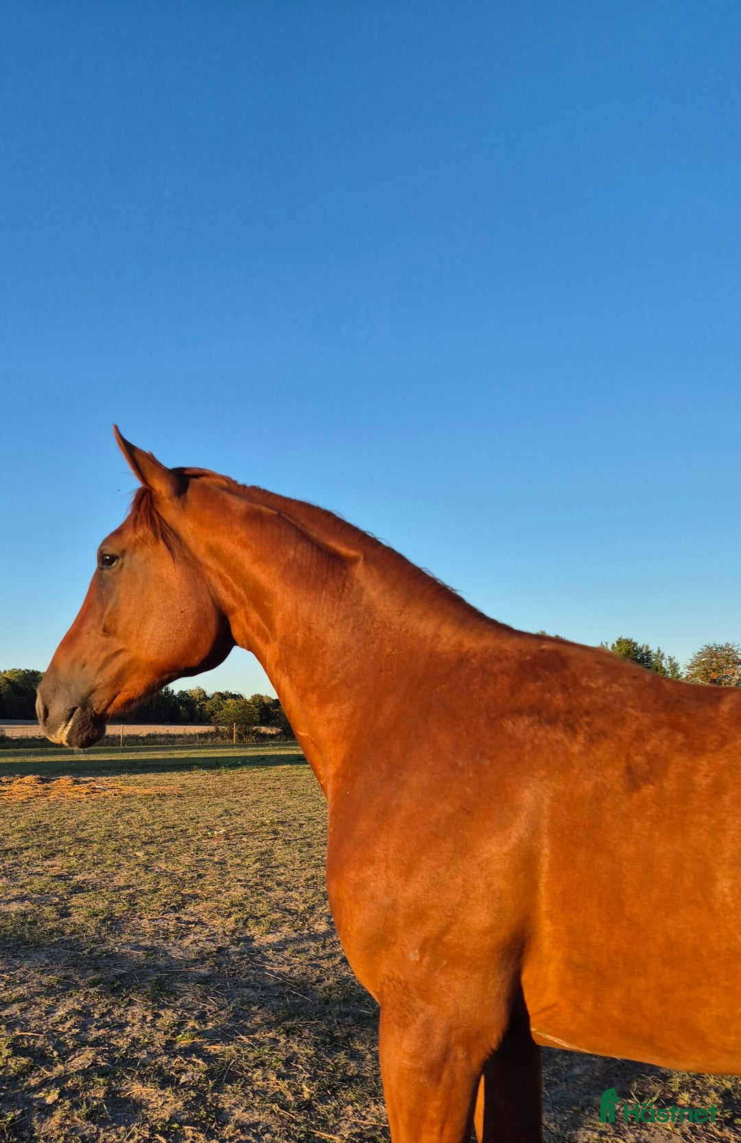  foderhäst finnes: Varmblodsvalack  - Annons 2