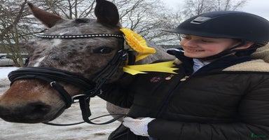  hästar i Täby - Annons 8