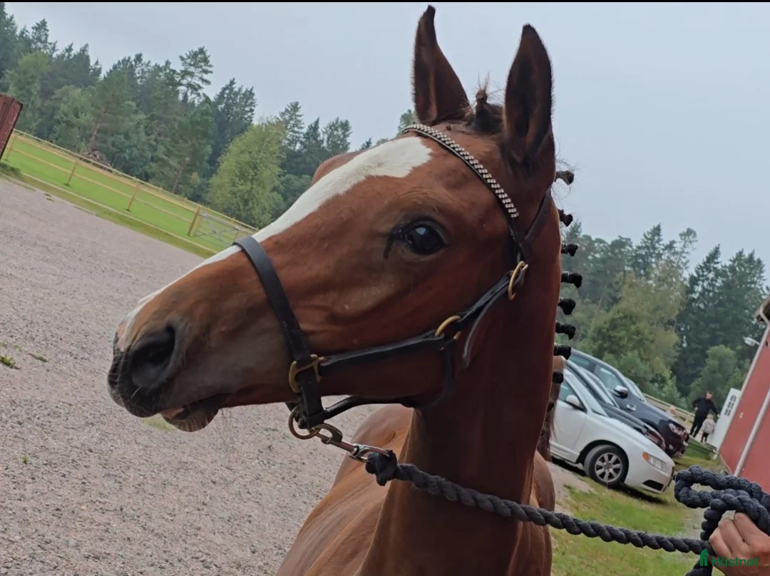 Hoppning hästar till salu: Im Extra EB - Guidam - Magini  f25 - Annons 1