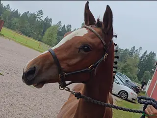 Hoppning hästar till salu: Im Extra EB - Guidam - Magini f25 - Annons 2