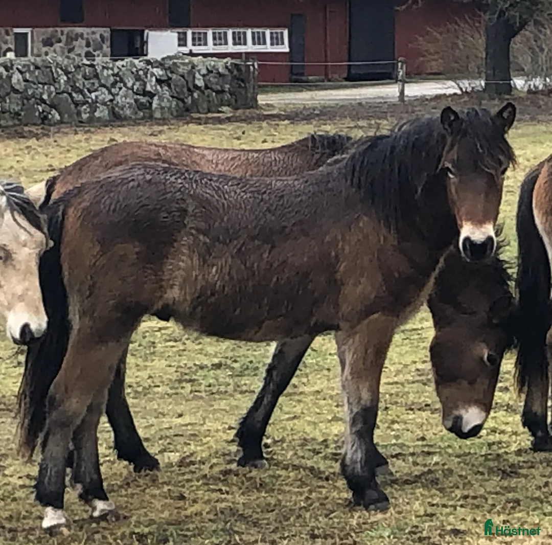 Allround hästar till salu: Gotlandsruss - Annons 2