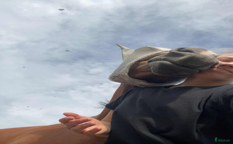  medryttarhäst finnes i Norrköping - Annons 17