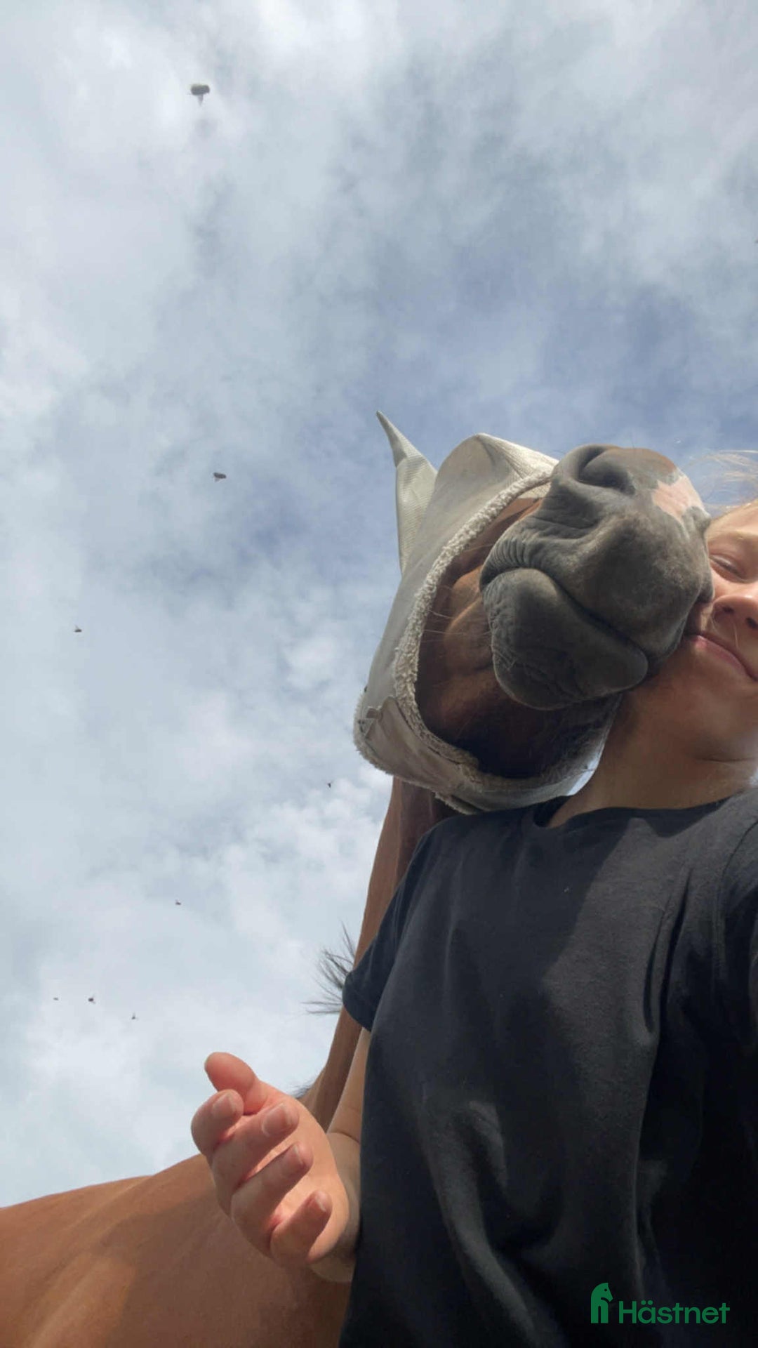  medryttarhäst finnes: Medhjälpare till superhärlig valack i Norrköping:) i Norrköping - Annons 1