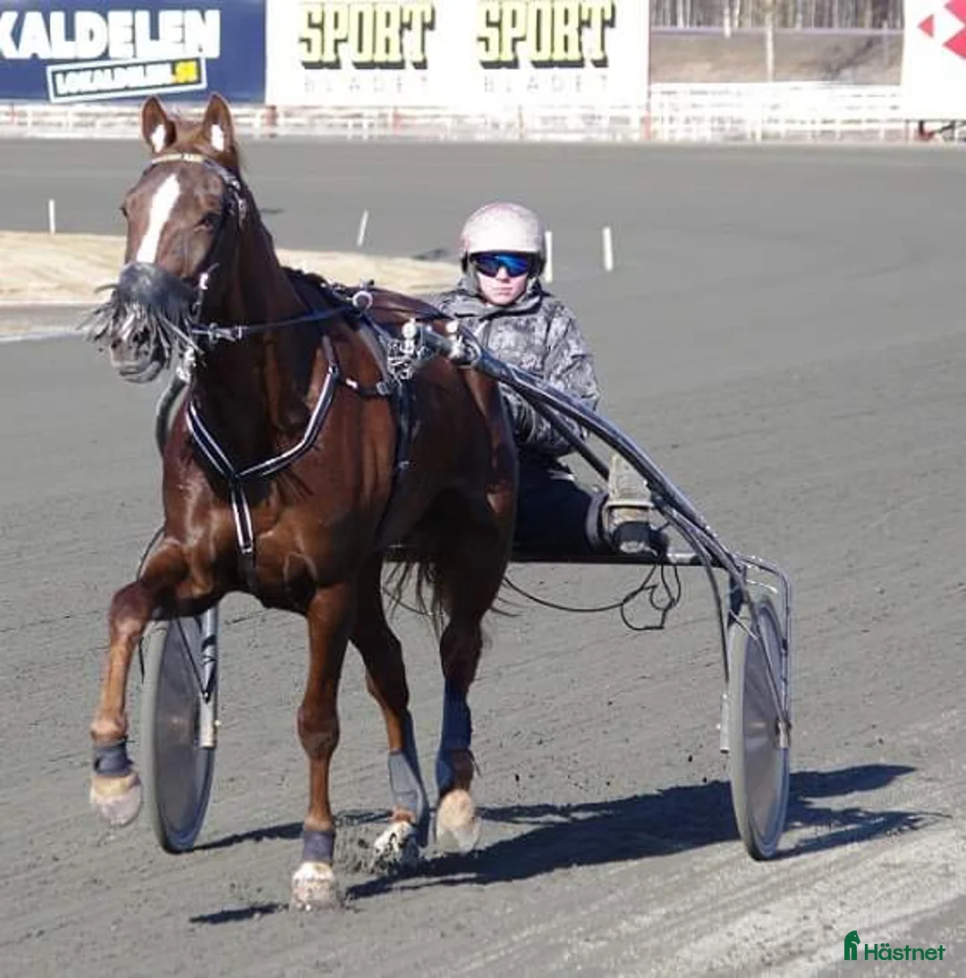 Galleribild {{count}}