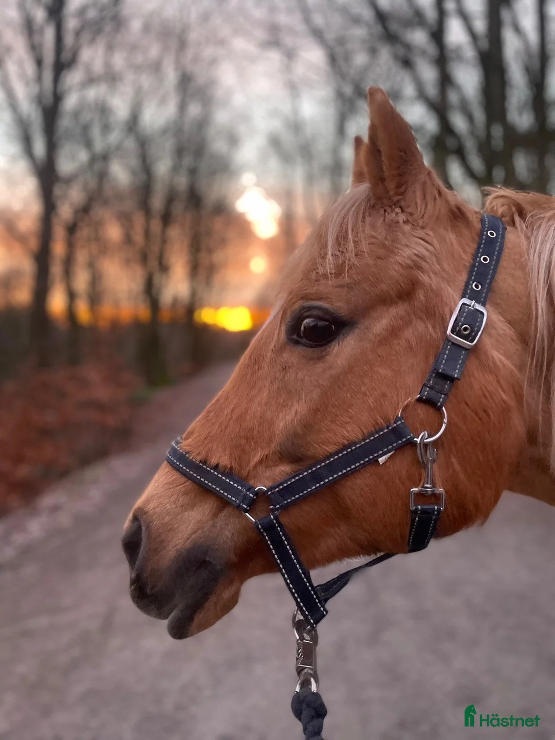  foderhäst finnes: Vuxen delfodervärd sökes till D-ponny i Göteborg - Annons 5