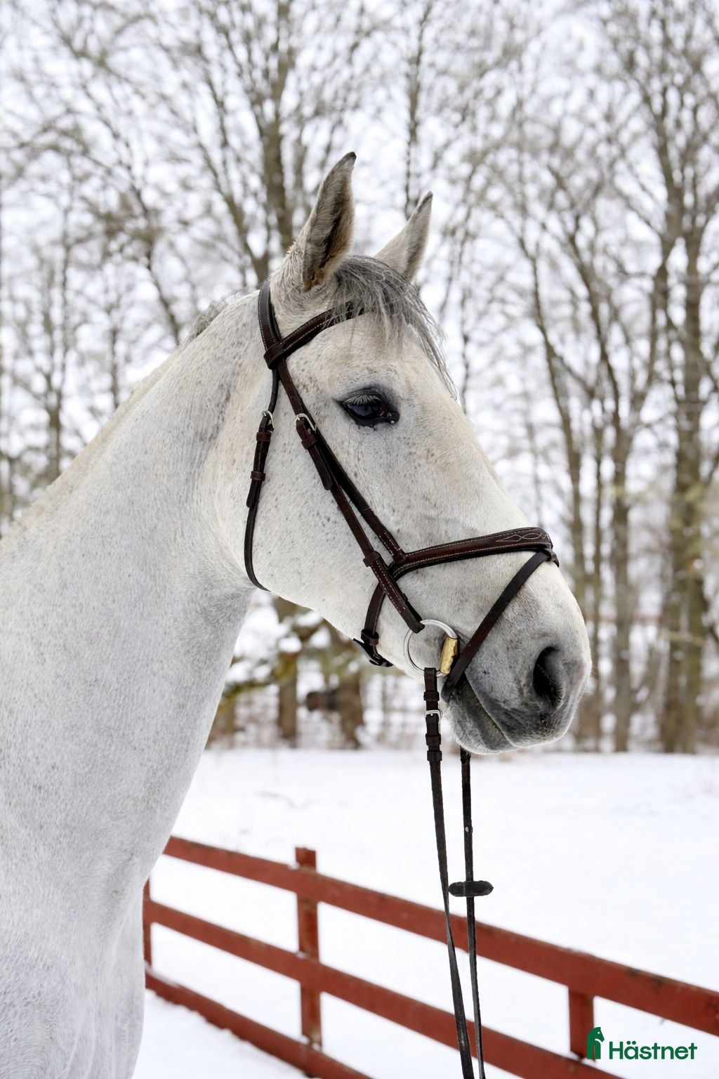  hästar Trevlig häst för både tävling och verksamhet🌟 i Västerlanda - Annons 18