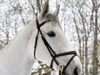 hästar Trevlig häst för både tävling och verksamhet🌟 i Västerlanda - Annons 18