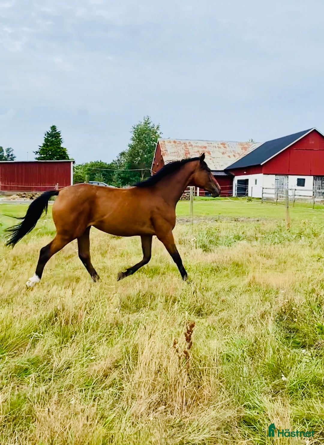 Hoppning hästar till salu: Avlad för hoppsport - Annons 2