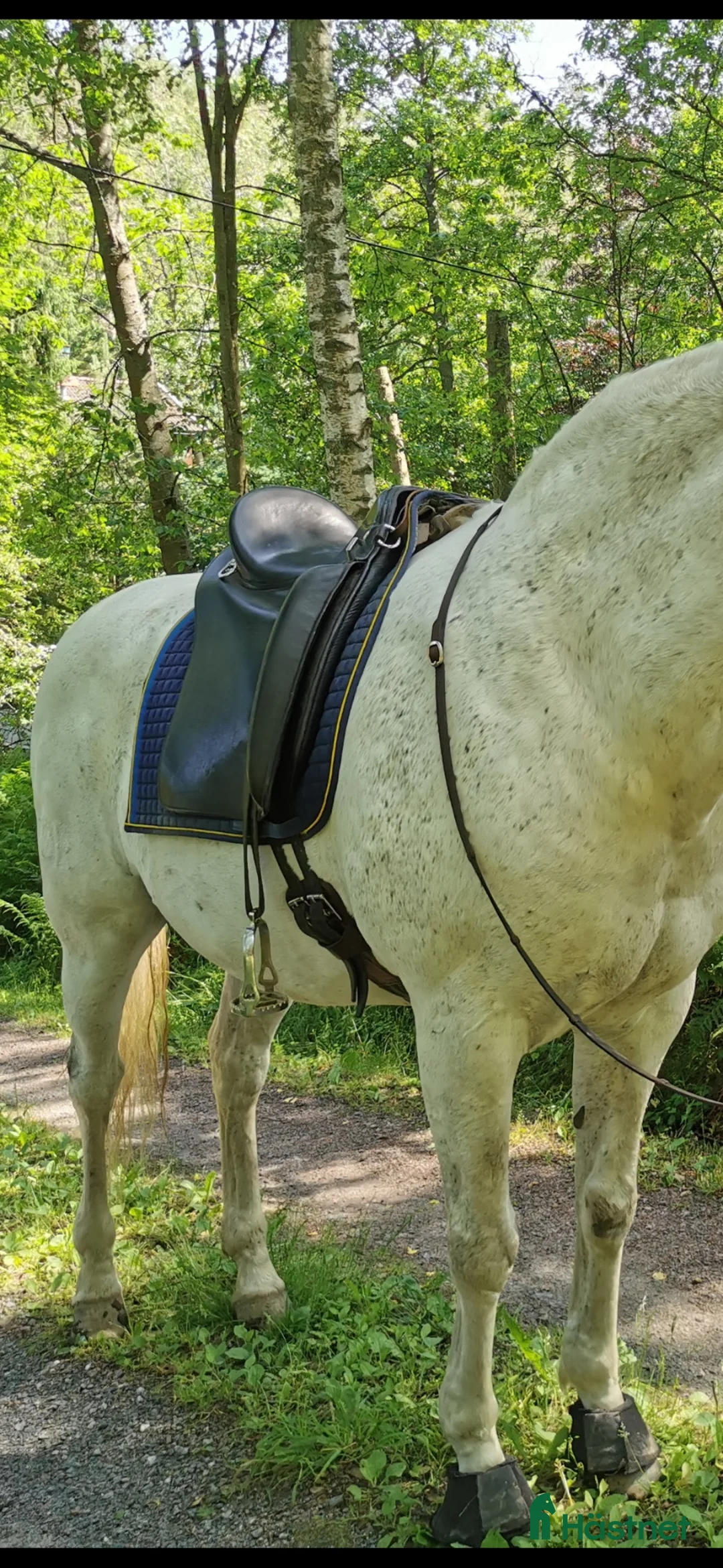 Sadlar hästutrustning till salu: Lusitano Deluxe Zaldi - Annons 2