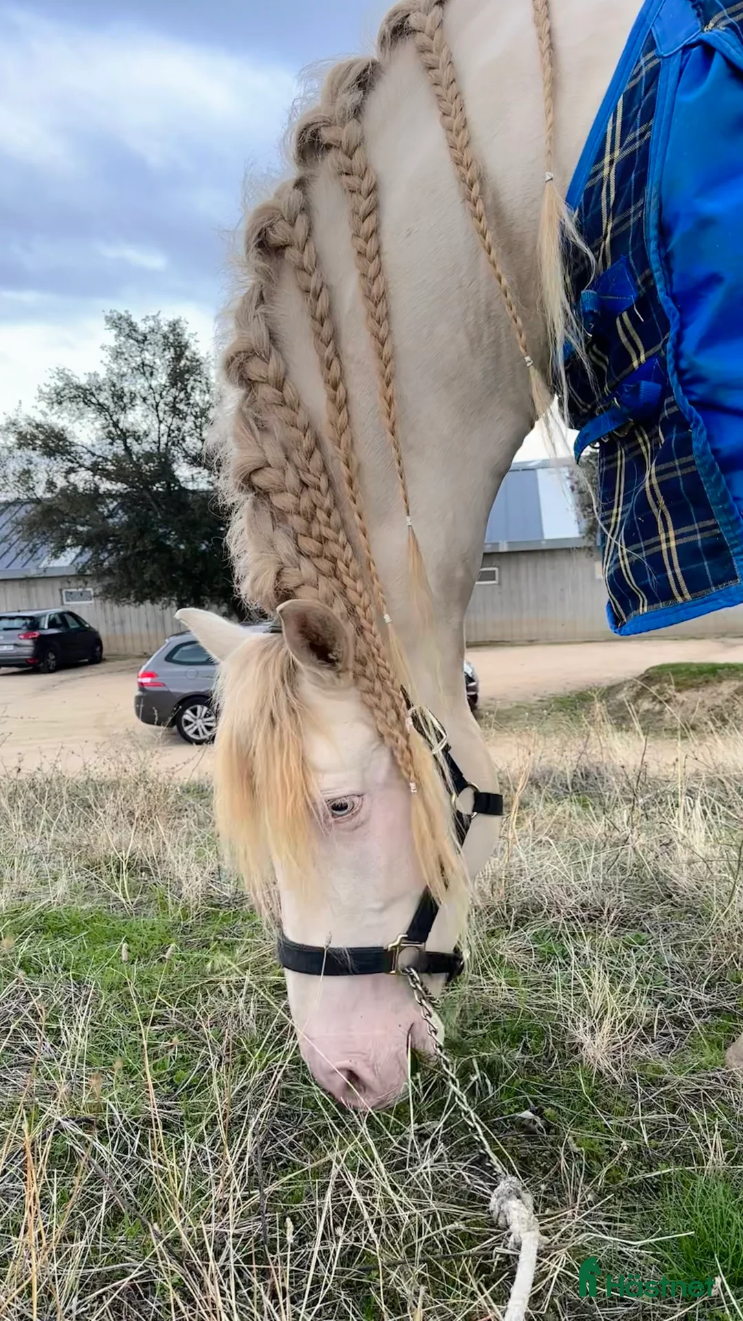 Avelshästar hästar till salu: Exklusiv CrCr PRE avelshingst  i Guadarrama - Annons 7