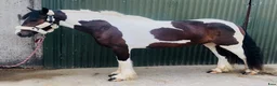 Allround hästar till salu: Coloured D pony - Annons 19