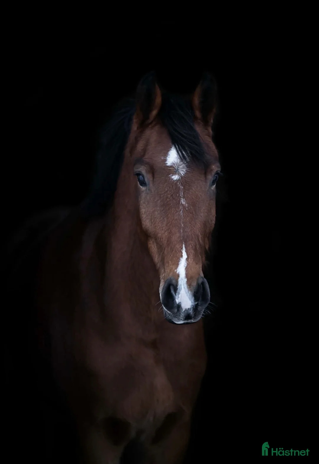 Allround hästar till salu: Härlig valack  - Annons 1