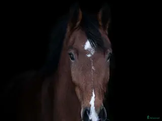 hästar Härlig valack - Annons 1