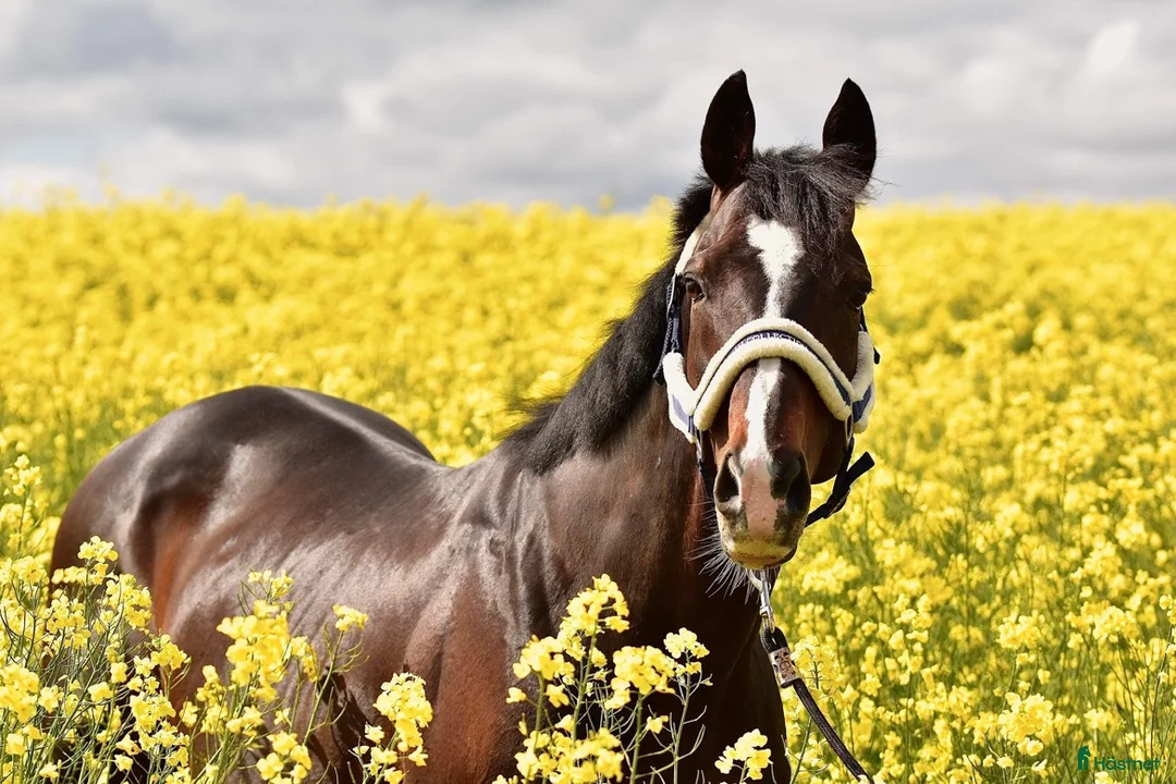  foderhäst finnes: Majsen söker Fodervärd! i Trelleborg - Annons 2