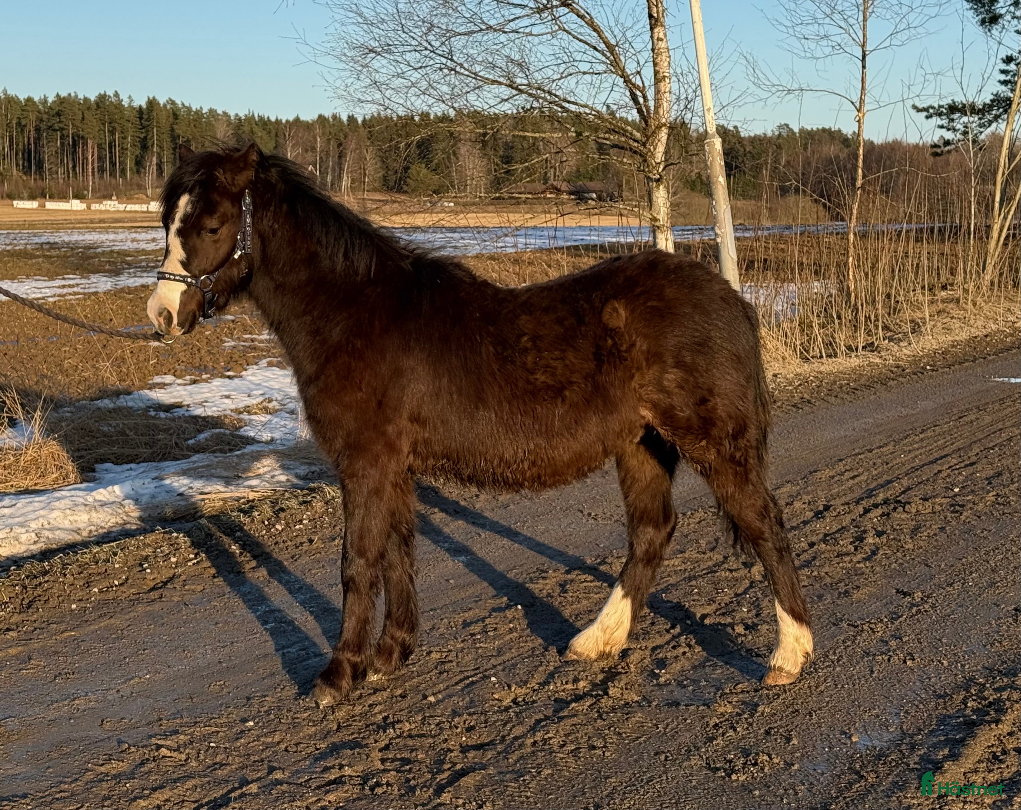  hästar 3 fina Welsh Mountain Unghingstar/valacker  - Annons 19