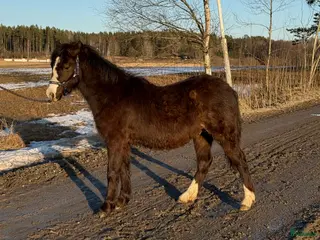 hästar 3 fina Welsh Mountain Unghingstar/valacker - Annons 19