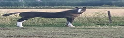 Hoppning hästar till salu: Snygg hingst  - Annons 5