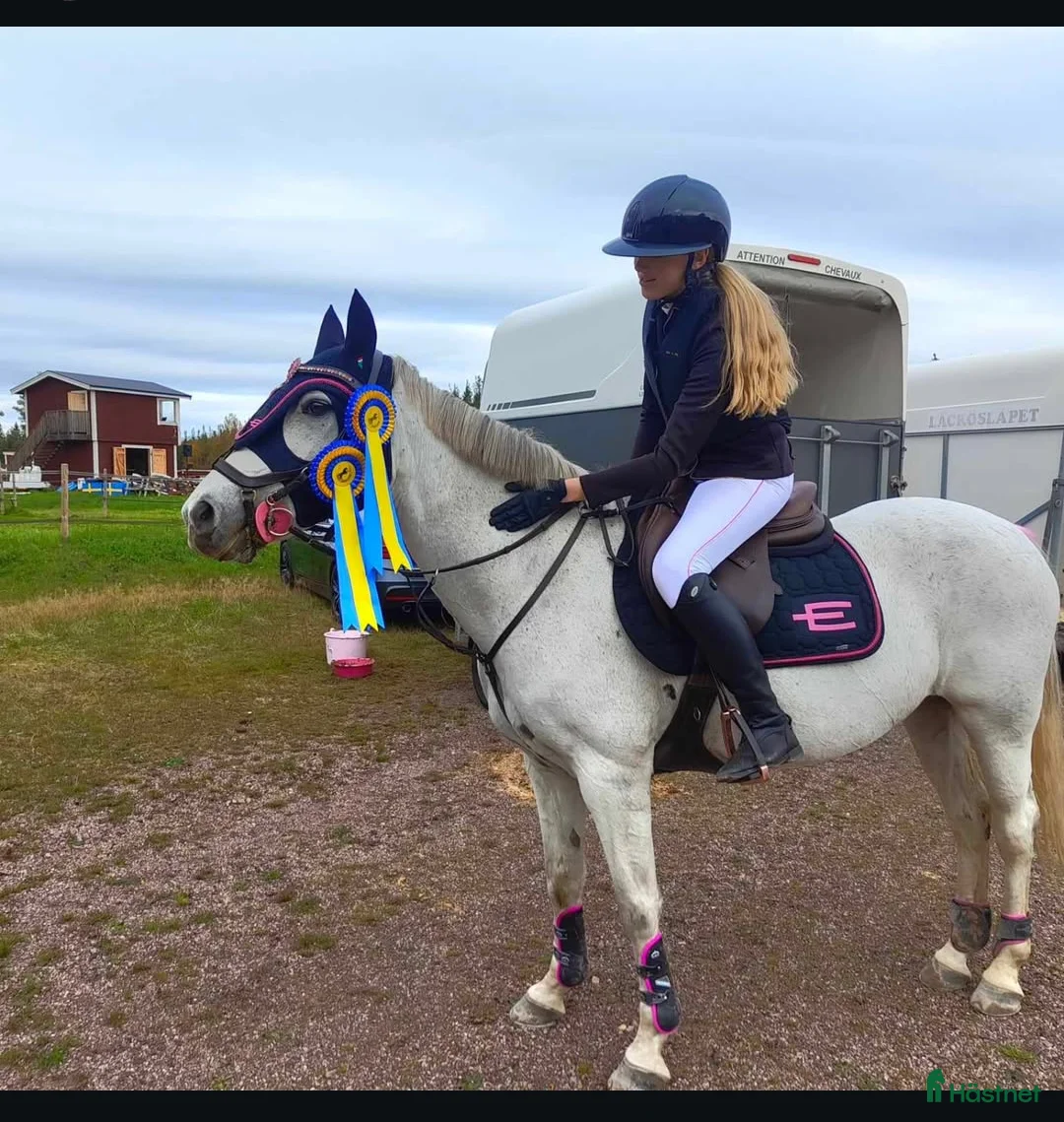 Allround hästar till salu: ✨ Läromästare av rang ✨ - Annons 1