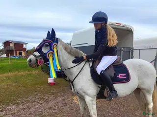 hästar ✨ Läromästare av rang ✨ - Annons 15