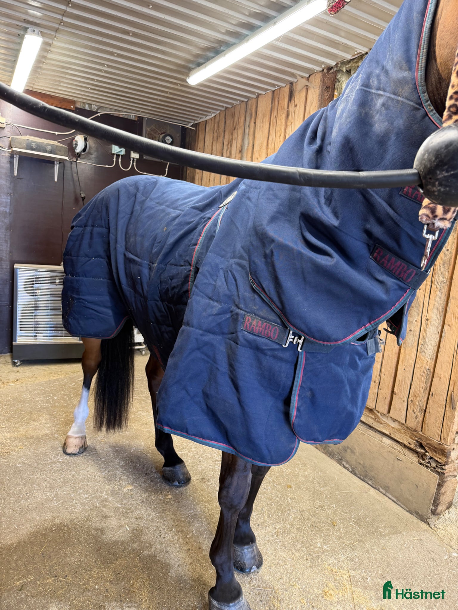 Täcken hästutrustning till salu: Optimo stable rug 200g  - Annons 2