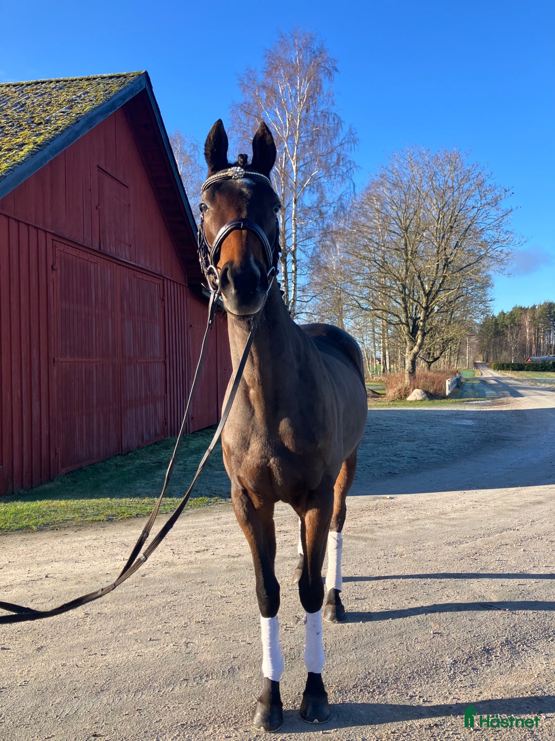 Allround hästar till salu: Värdens snällaste mysigaste häst i Skara - Annons 4