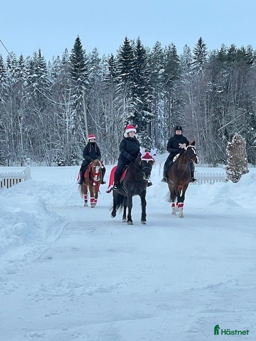  stallplats finnes: Stallplatser nära Umeå i Umeå - Annons 1
