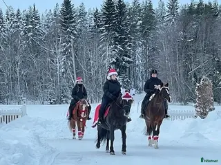 stallplats finnes: Stallplatser nära Umeå - Annons 2