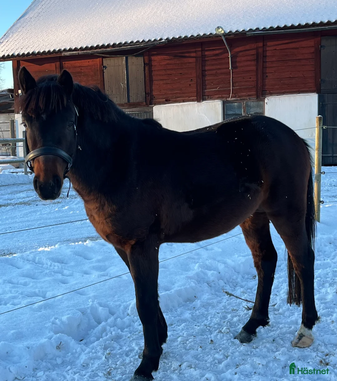 Allround hästar till salu: FYND!  - Annons 2