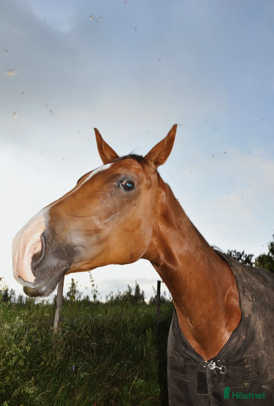 Dressyr hästar till salu: Världens finaste kille i Eksjö - Annons 2