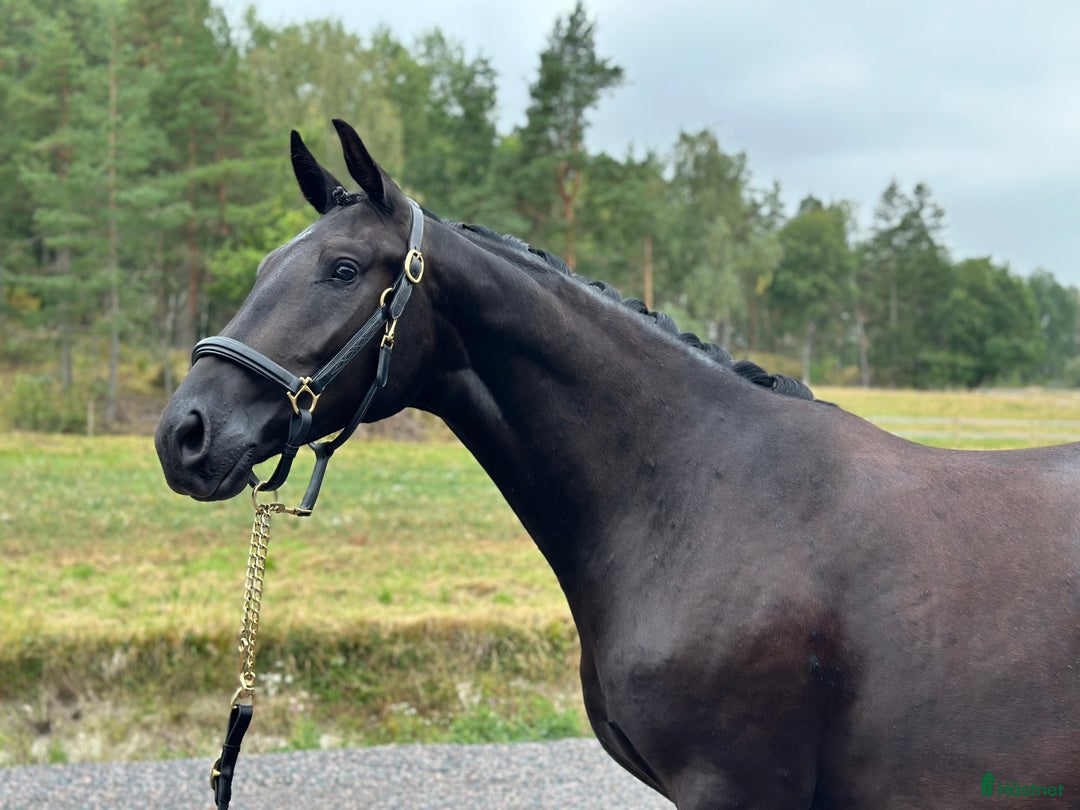 Dressyr hästar till salu: 2-årig SWB-valack, INRIDEN i Norrköping - Annons 1