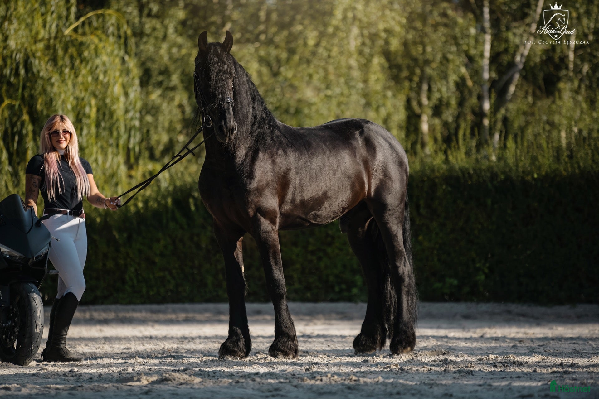 Dressyr hästar till salu: Amazing fresian! Perfect familly horse or sport - Annons 1