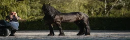 Dressyr hästar till salu: Amazing fresian! Perfect familly horse or sport - Annons 1