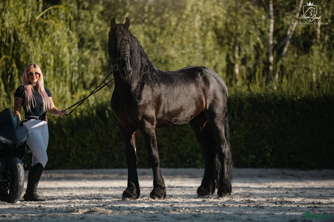 Dressyr hästar till salu: Amazing fresian! Perfect familly horse or sport - Annons 1