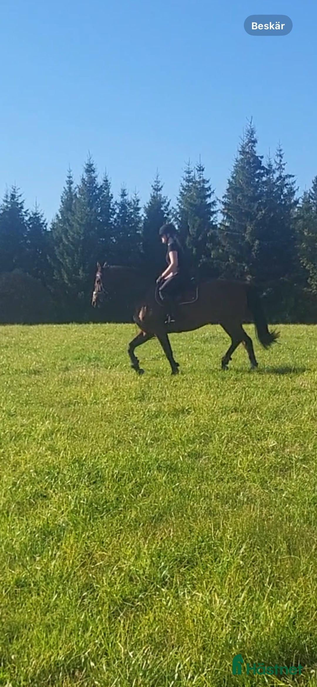 Galleribild {{count}}