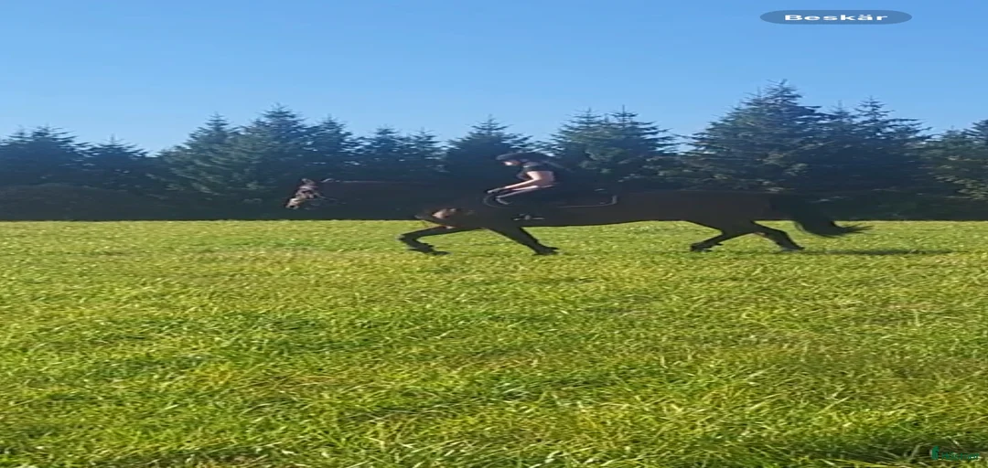 Galleribild {{count}}