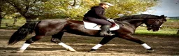 Allround hästar till salu: Hajli–Lovely Silesian Mare|169cm|Dressage&Allround - Annons 4